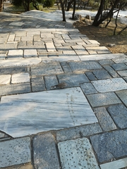 Streptopelia decaocto