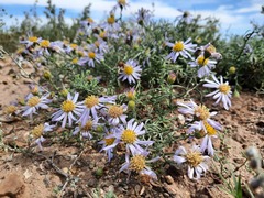 Aster altaicus