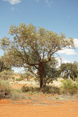 Eucalyptus gamophylla