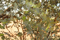 Eucalyptus gamophylla