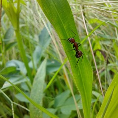 Camponotus nicobarensis