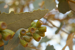 Eucalyptus gamophylla