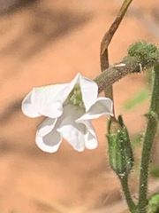 Nicotiana