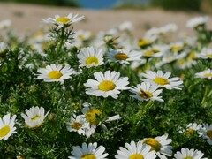 Tripleurospermum maritimum
