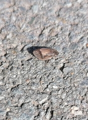 Lepyronia coleoptrata