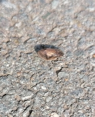 Lepyronia coleoptrata