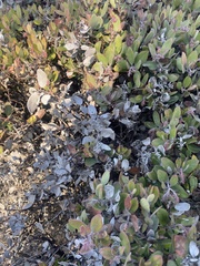 Arctostaphylos tomentosa