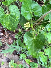 Cynanchum racemosum, photograph Tyler Cannon, CC BY, iNaturalist via GBIF
