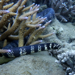 Emydocephalus annulatus