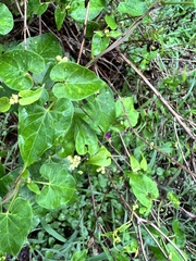 Cynanchum racemosum, photograph Tyler Cannon, CC BY, iNaturalist via GBIF