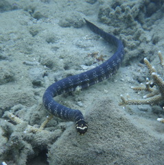 Emydocephalus annulatus