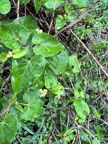 Cynanchum racemosum, photograph 5