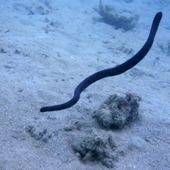 Emydocephalus annulatus