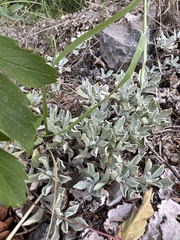 Antennaria parvifolia