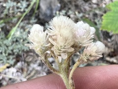 Antennaria parvifolia