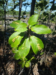 Aculus