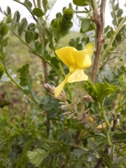 Caragana microphylla