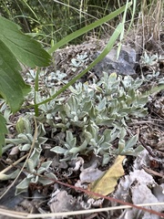Antennaria parvifolia