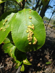 Aculus