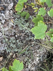 Antennaria parvifolia