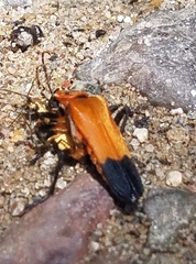 Chauliognathus profundus