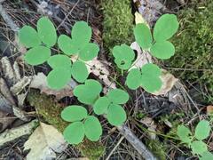 Thalictrum pubescens