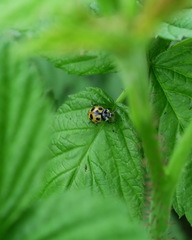 Ceratomegilla notata