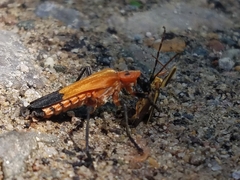 Chauliognathus profundus