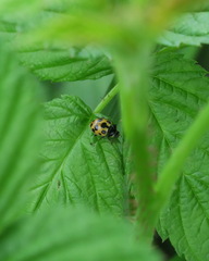 Ceratomegilla notata