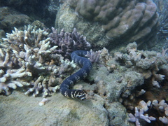 Emydocephalus annulatus