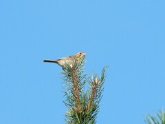 Emberiza calandra