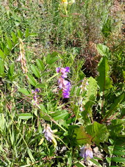 Vicia amoena