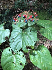 Clerodendrum japonicum