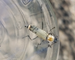 Chauliognathus misellus