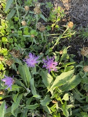 Centaurea