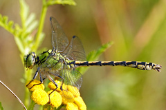 Ophiogomphus cecilia