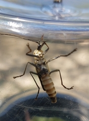Chauliognathus misellus