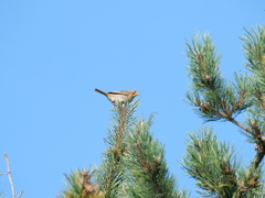 Emberiza calandra