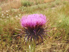 Onopordum caulescens