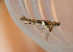 Caloptilia semifascia