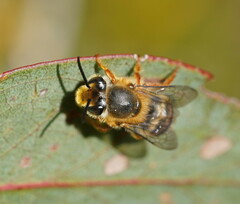 Trichocolletes