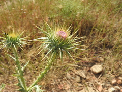 Onopordum caulescens