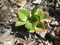 Pyrola asarifolia incarnata