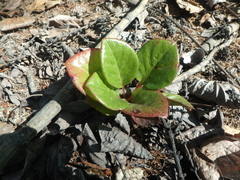 Pyrola asarifolia incarnata