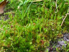 Ptychostomum capillare