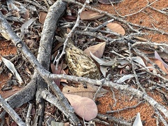 Caprimulgus asiaticus