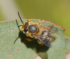 Trichocolletes