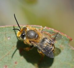 Trichocolletes