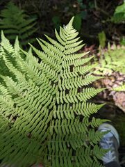 Athyrium angustum
