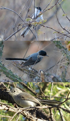 Polioptila nigriceps